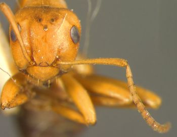 Media type: image; Entomology 22719   Aspect: head frontal view